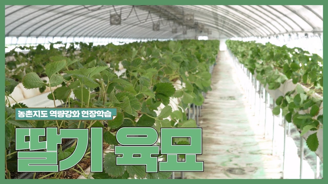 딸기 육묘 과정│역량강화 현장학습