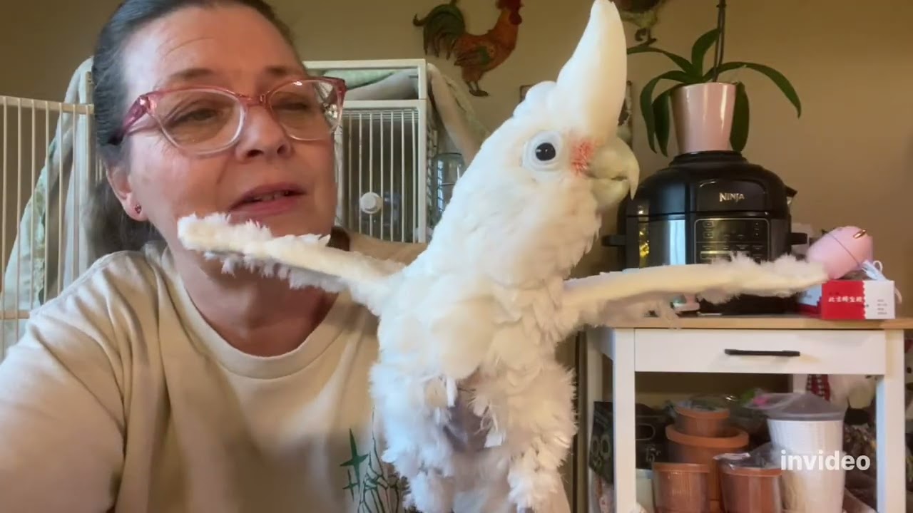 Turkey the Goffin Cockatoo Checking In