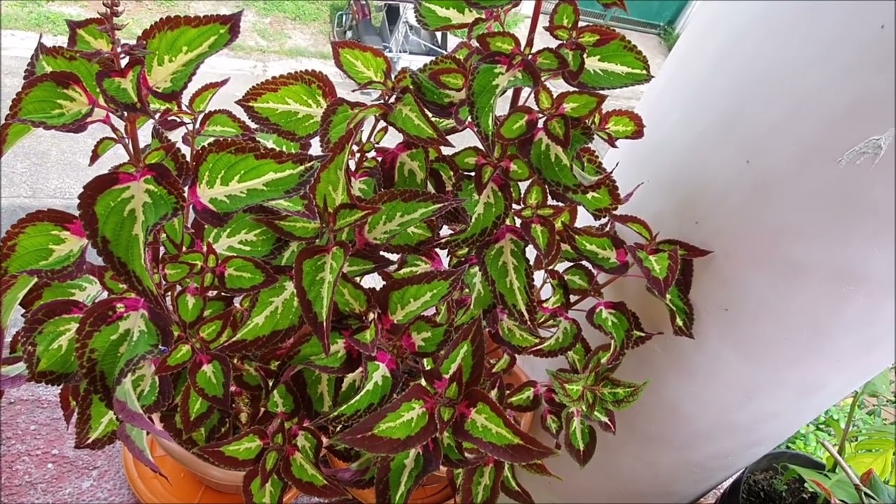 JJO Mini Garden my Mayana Collections and my ornamental Flowers