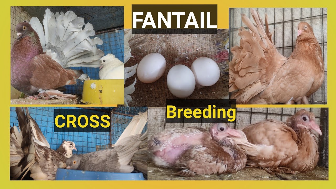 Fantail Cross Breeding And Results | लक्का कबूतर Cross Breeding Information