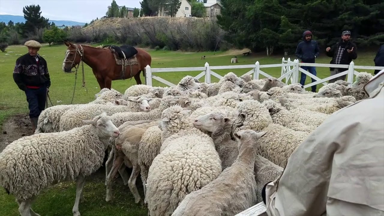 Esquila en la Estancia 25 de Mayo