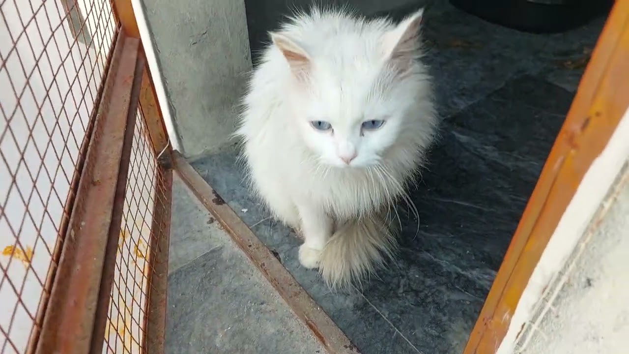 Angry Cat Rehabilitation — Trust Takes Time