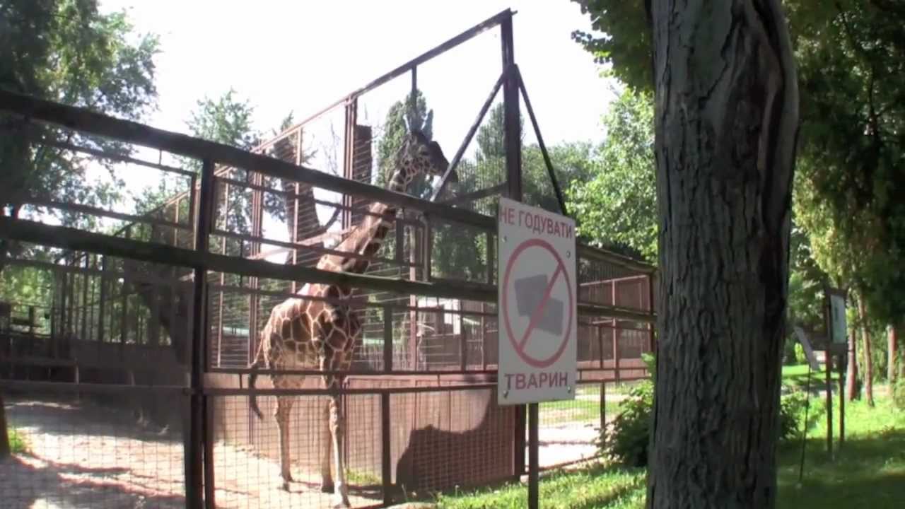 Kiev - Zoopark, The Zoo