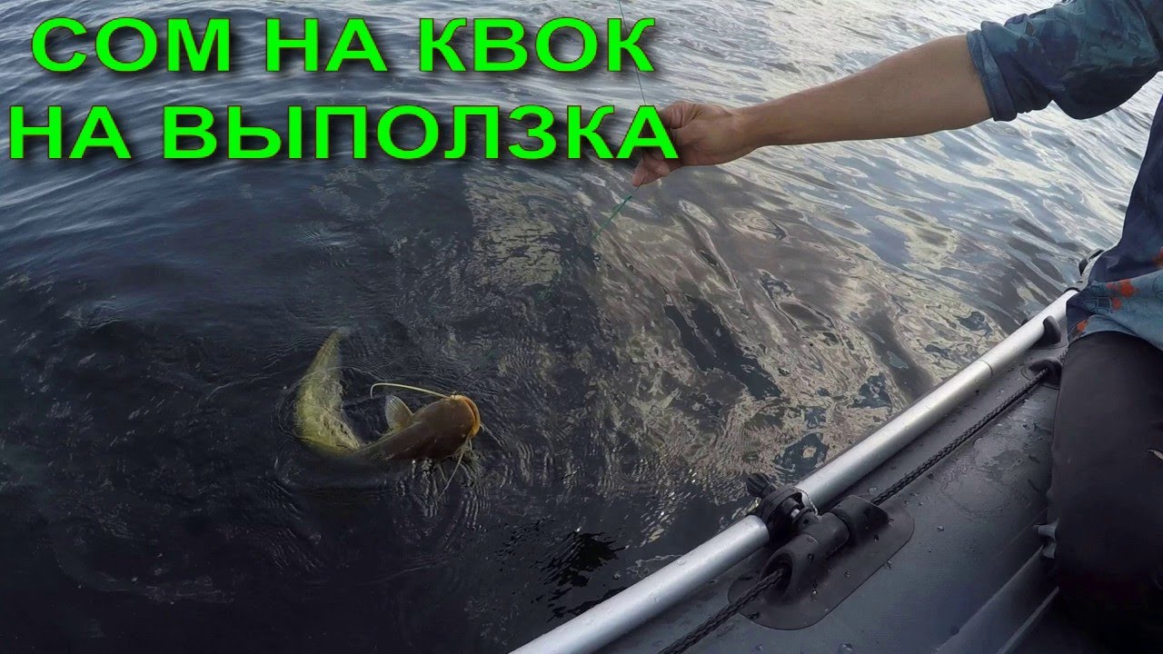 СОМ НА КВОК НА ВЫПОЛЗКА, МНОГО ПОДЪЁМОВ, НО МЕЛКИХ. 2024