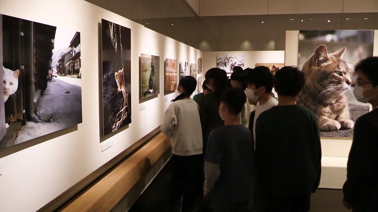 ネコとライオンの対比を切り取った写真展　弘前市立博物館で明日から一般公開