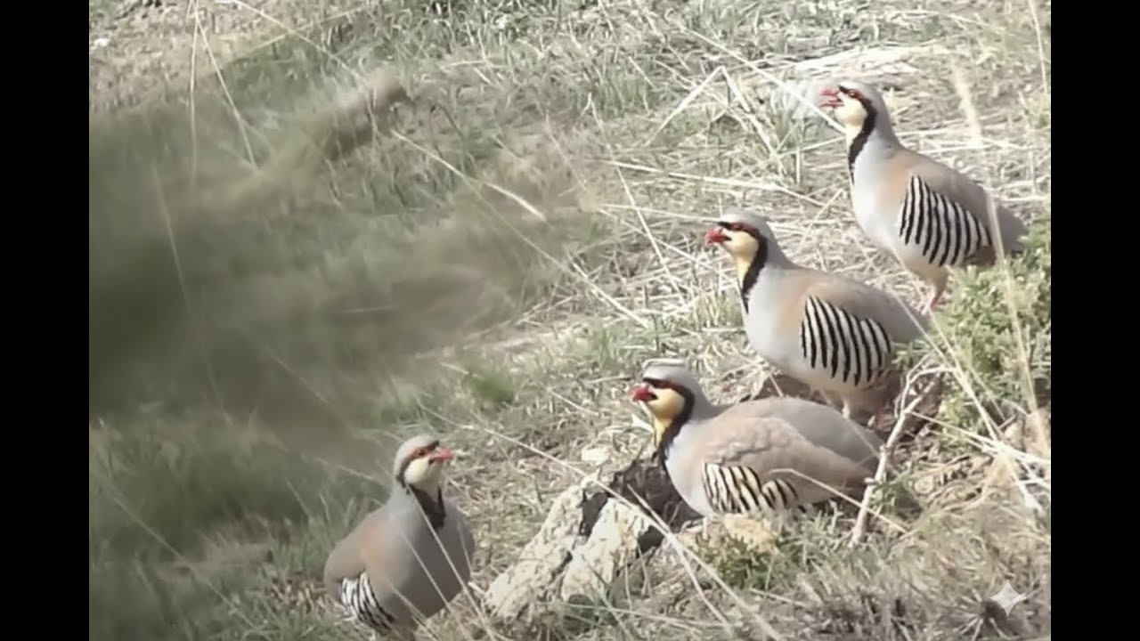 САМАЯ УМНАЯ В ПРИРОДЕ: ПРИВЯЗАННАЯ КУРОПАТКА в действии!