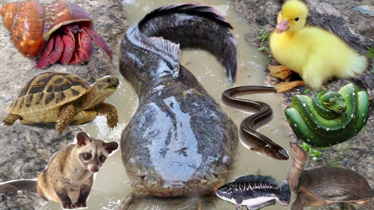 Wow Amazing! Menangkap ikan lele besar, belut, kura-kura, bebek, keong, musang, ikan toman, ular
