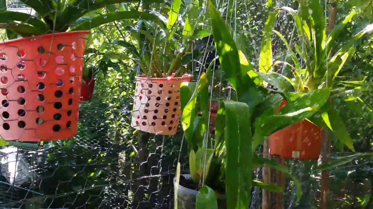 How I Care For My Oncidium Orchids...