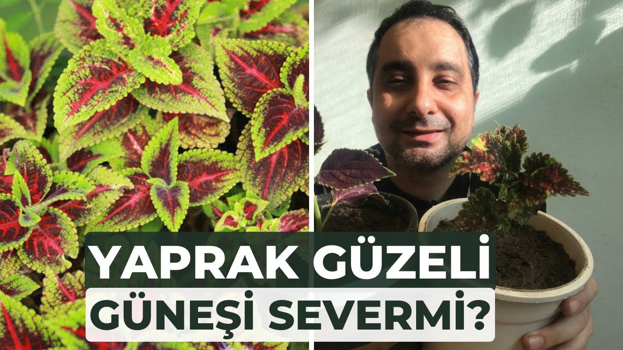 Yaprak güzeli (kolyos) çiçeği bakımı ve çoğaltma yöntemleri