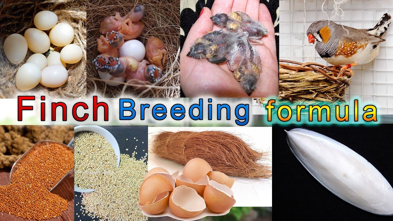 Finch Breeding Formula Finch Breeding tips_ فنچ بریڈنگ فارمولا