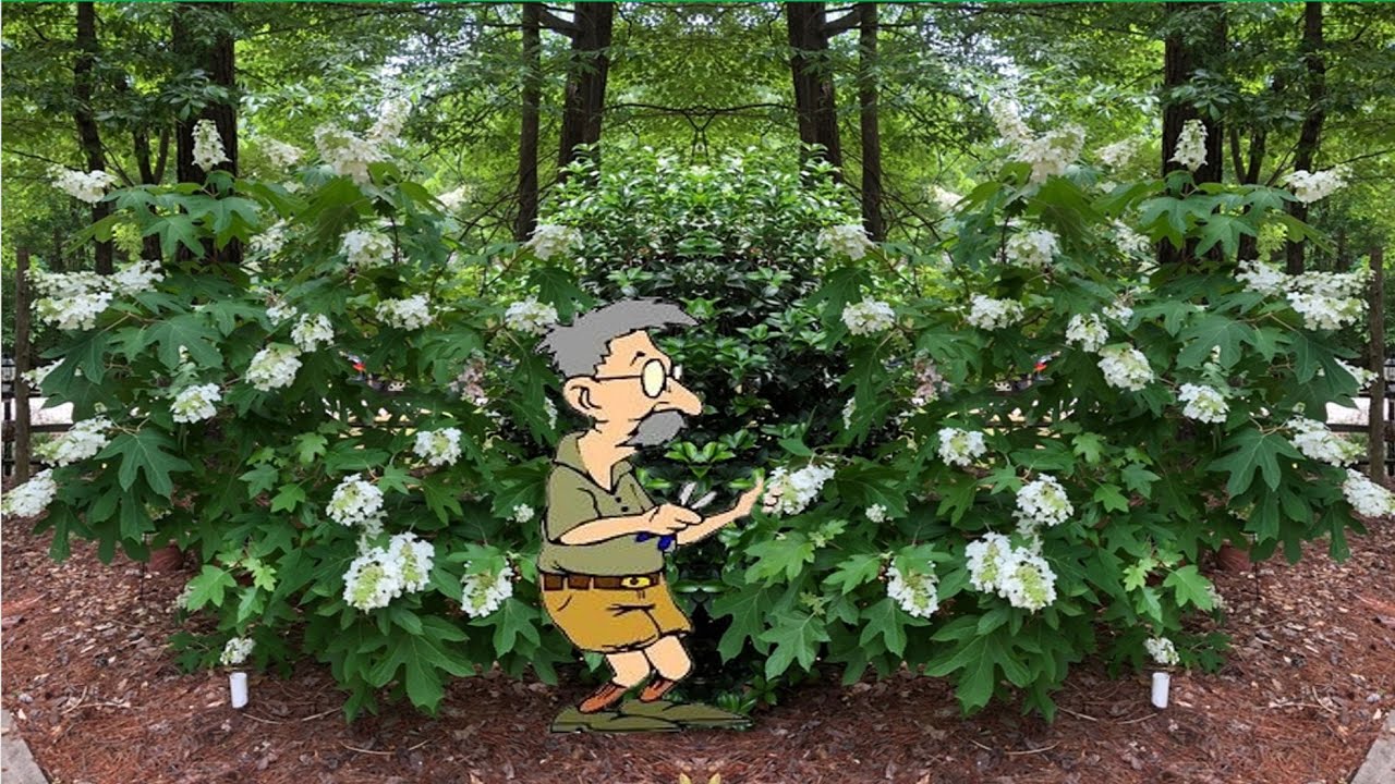 Prune Like a Pro:  Oakleaf Hydrangea