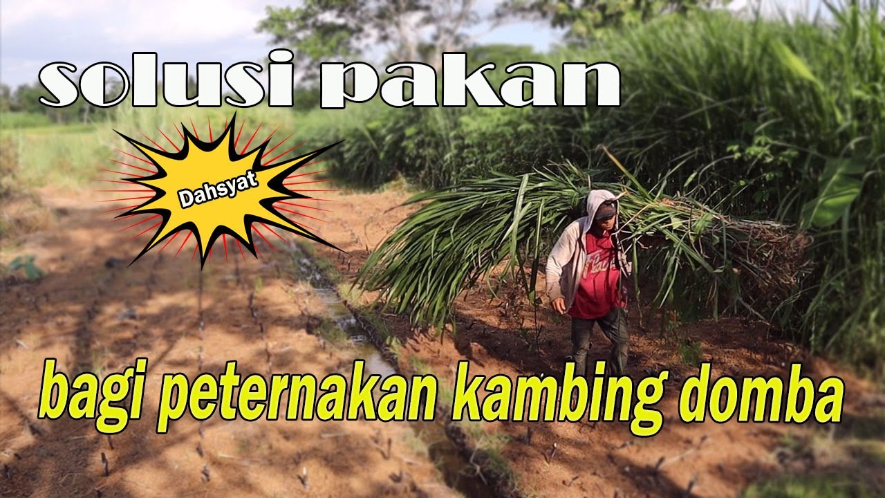 Dahsyat, 1 Meter Lahan Rumput Pakchong, Menghasilkan 28 kg, 78 Farm Jogja