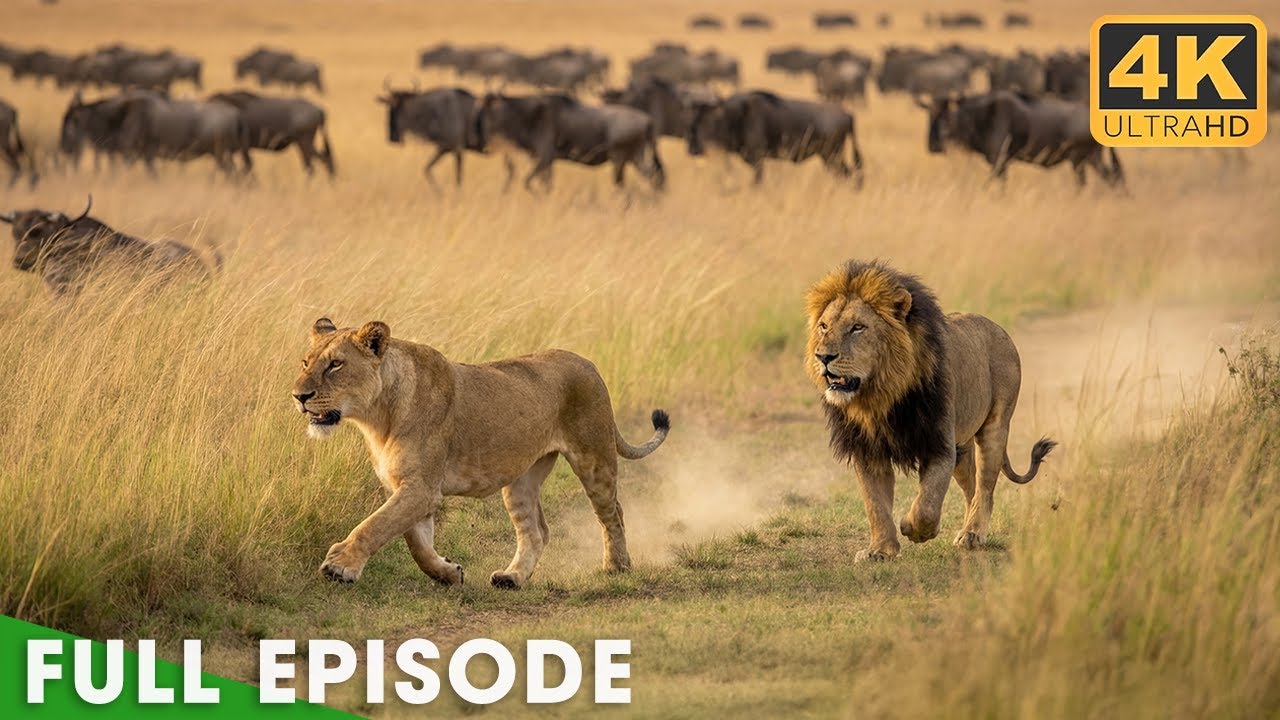 WILD SAVANNAH: Ultimate Predators Survive in the Heart of Africa | Nature Animal Documentary
