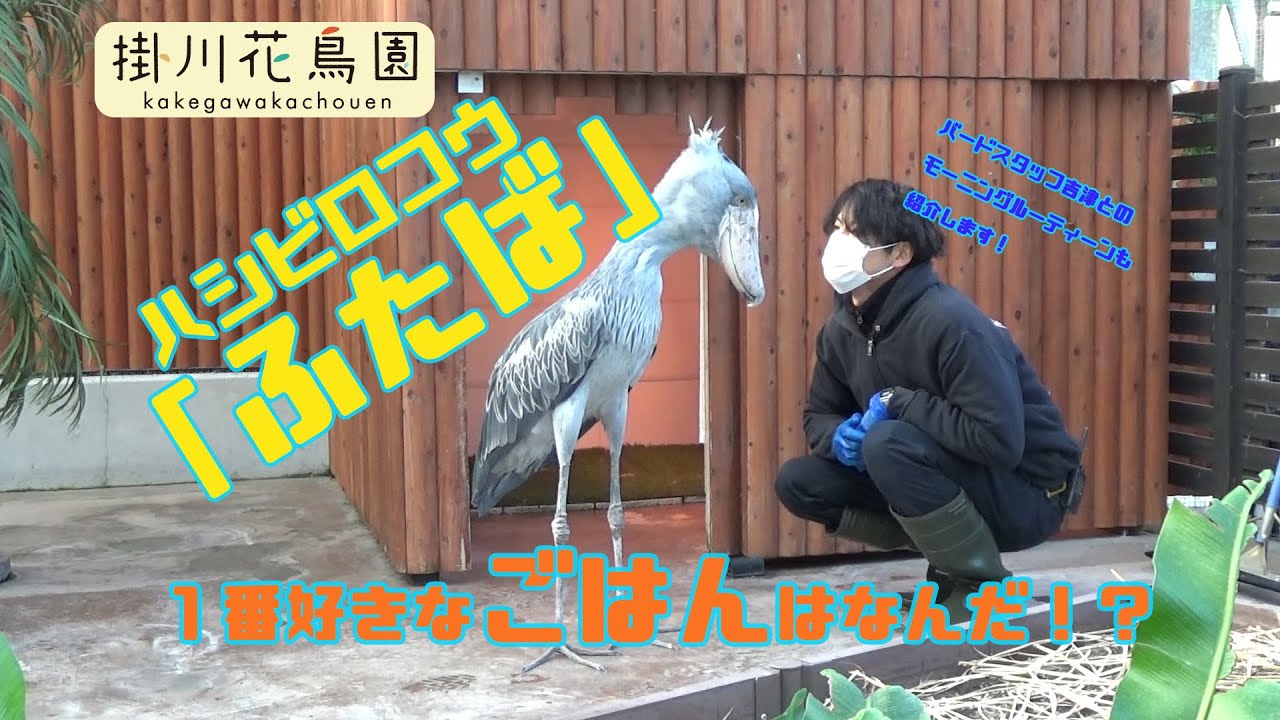 ハシビロコウ「ふたば」の１番好きな魚選手権とバードスタッフ吉津とのモーニングルーティーン【掛川花鳥園公式】