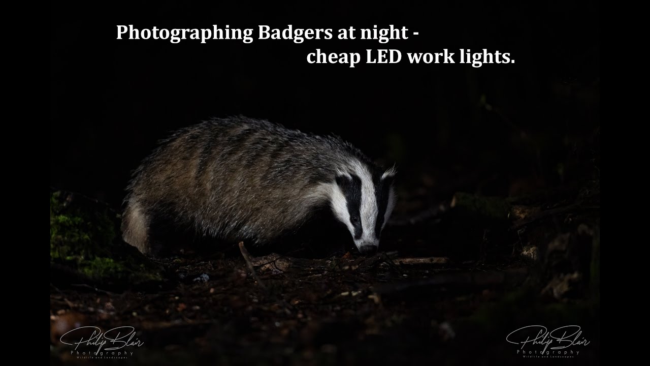 Photographing Badgers at night from my hide