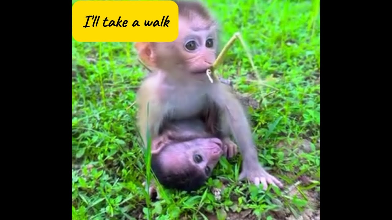 A Baby Monkey’s Little Walk 🐒 | Too Cute to Handle