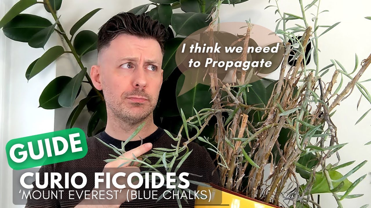 How to Propagate Curio Ficoides Mount Everest (Chalk Sticks / Skyscraper Senecio)