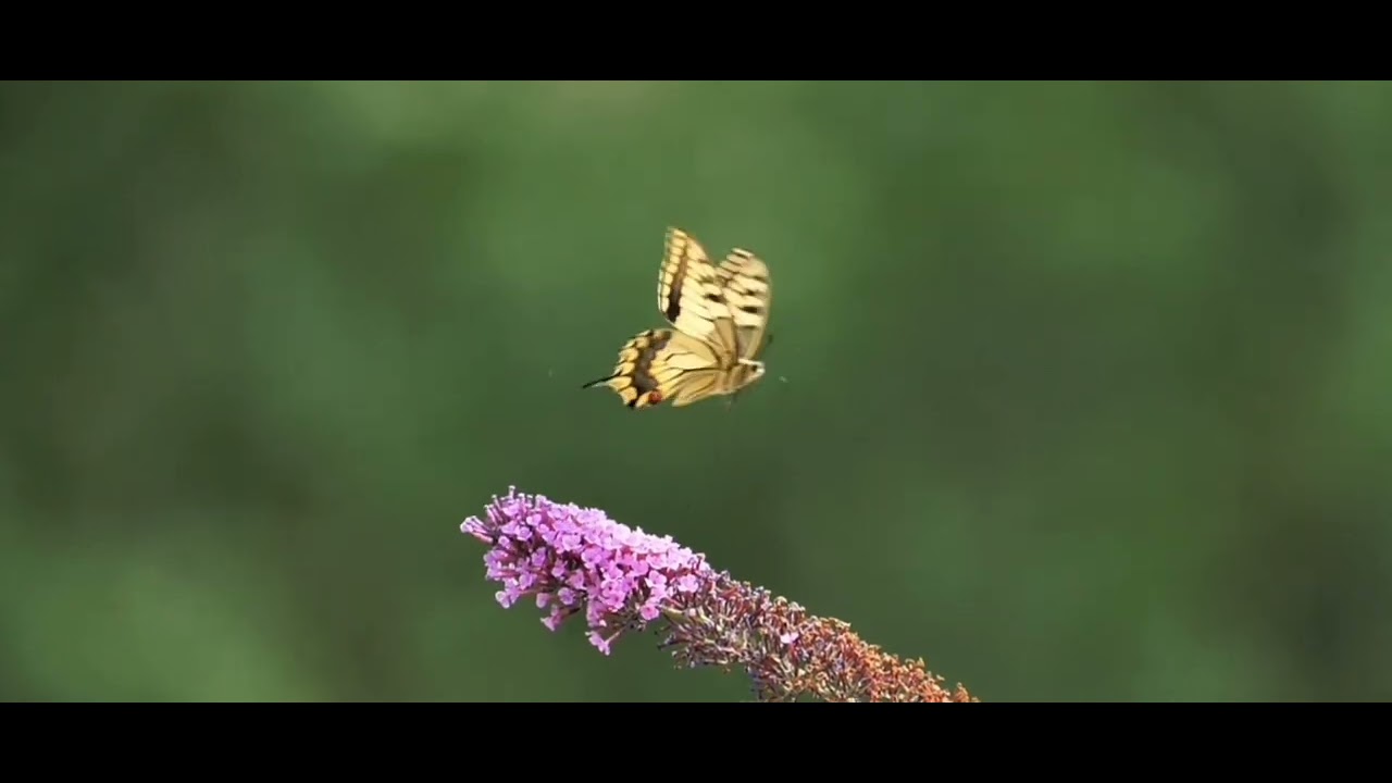 Cahit Sıtkı Tarancı - Desem ki