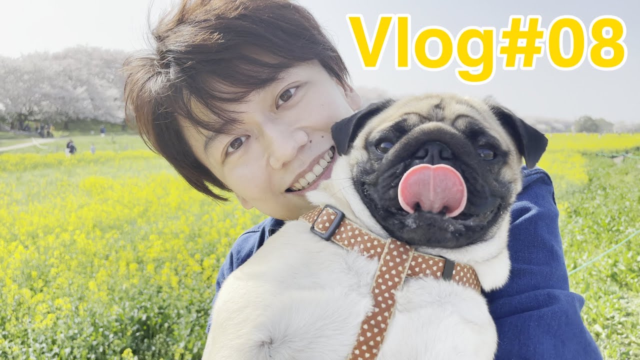 【Vlog #08】友達と友達パグとおでかけ【豆腐パスタ】【幸手権現堂桜堤】