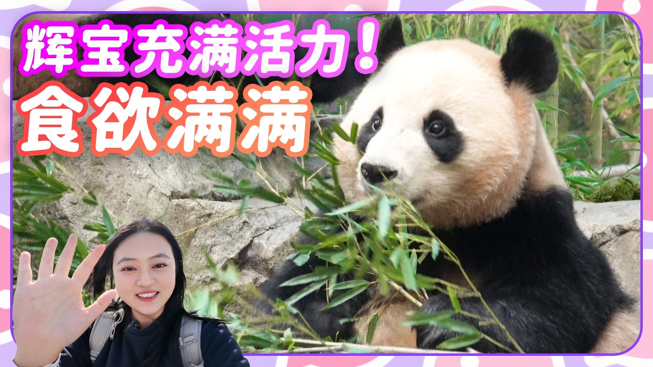 大熊猫睿宝接管辉宝的抚养权，睿宝带娃的一天💕🐼爱宝乐园宝家族爱宝乐宝福宝睿宝辉宝的日常vlog 