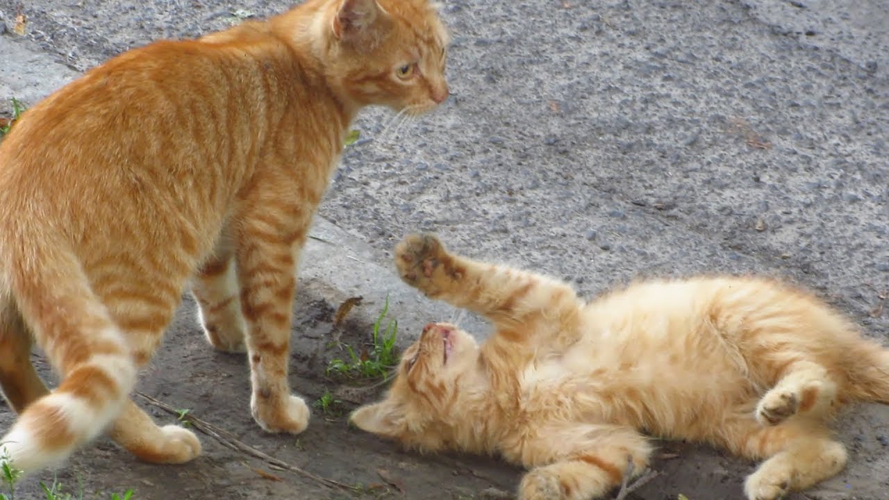 Cat meow very loudly and kitten plays with father