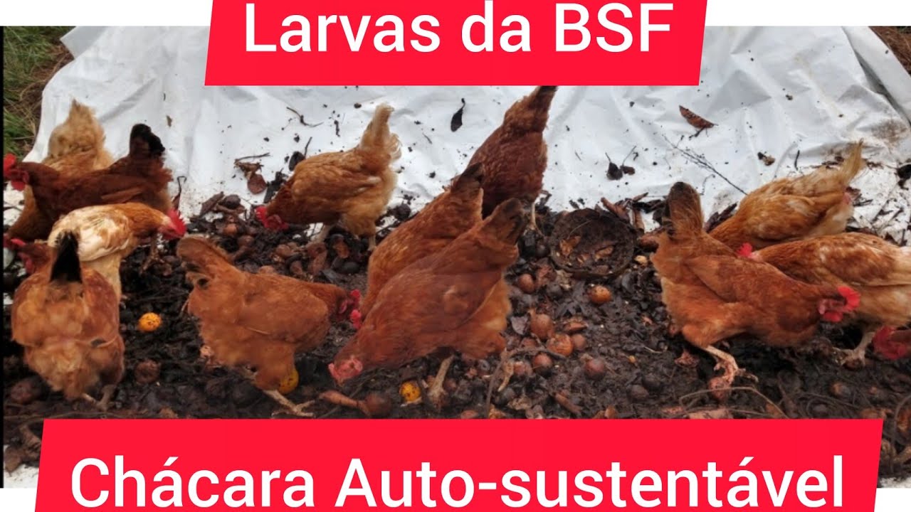 Larvas da BSF Criação de Galinhas Poedeiras - Proteína Pura com Economia de Ração