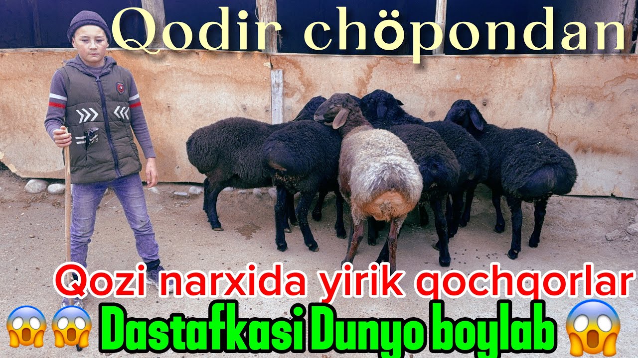 Qurbonlikka tayyor bladigan yirik qochqorlar keldi ugurib qoling 😱😱🤲🏻🤝