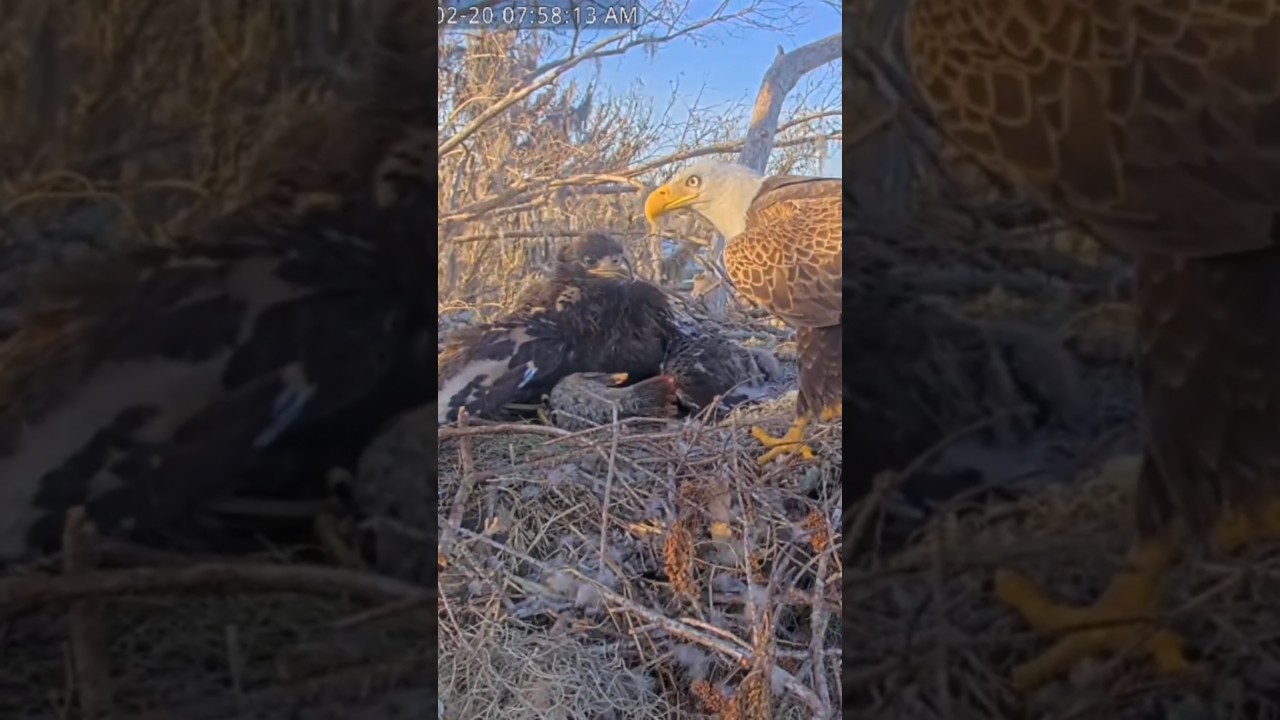 Dzieciaki śniadanie 🦅🐟🐥😊🐥