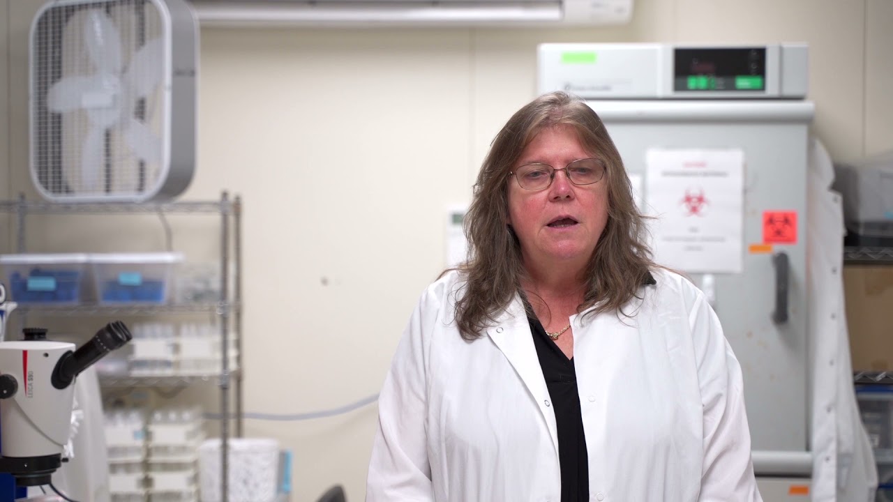 Dr Susan Jarvi tells us about the Parasite, rat lungworm disease