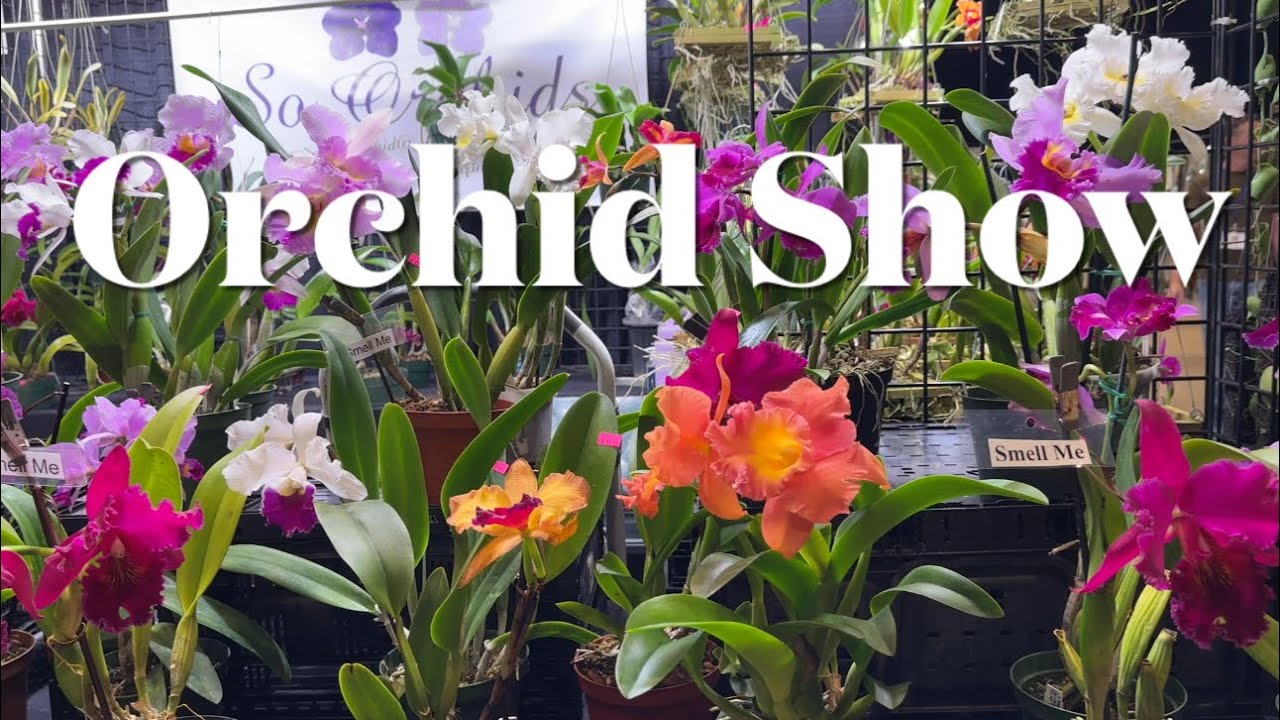 Orchid Jungle 2024: A Journey Through the World of Exotic Orchids - Part 3@Carol-Beauty of Nature.