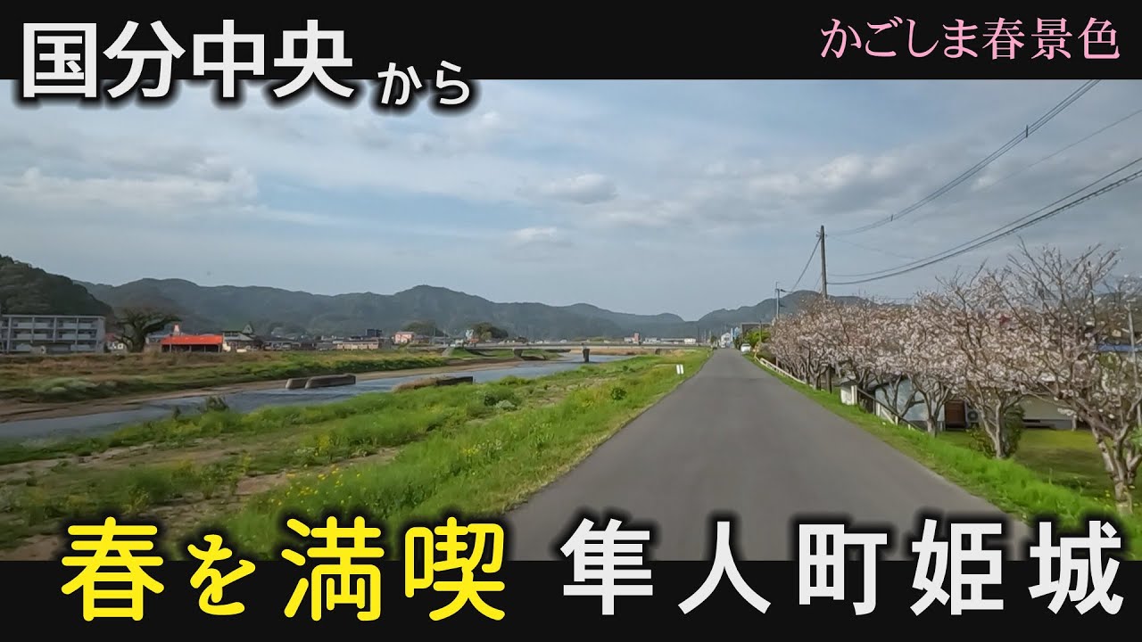 霧島市　国分駅　国分中央高等学校　桜開花宣言　春景色　レンゲ　隼人町姫城　おまかせテレビ2023年3月27日