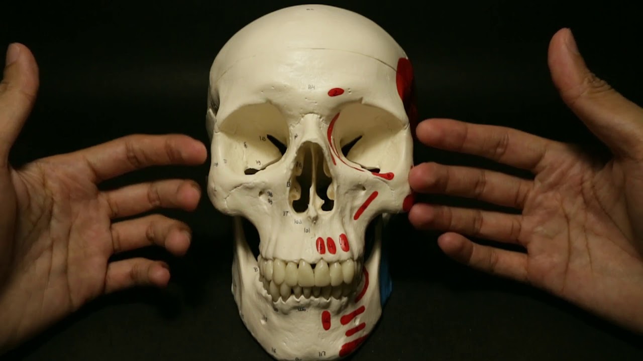 Anatomi Cranium