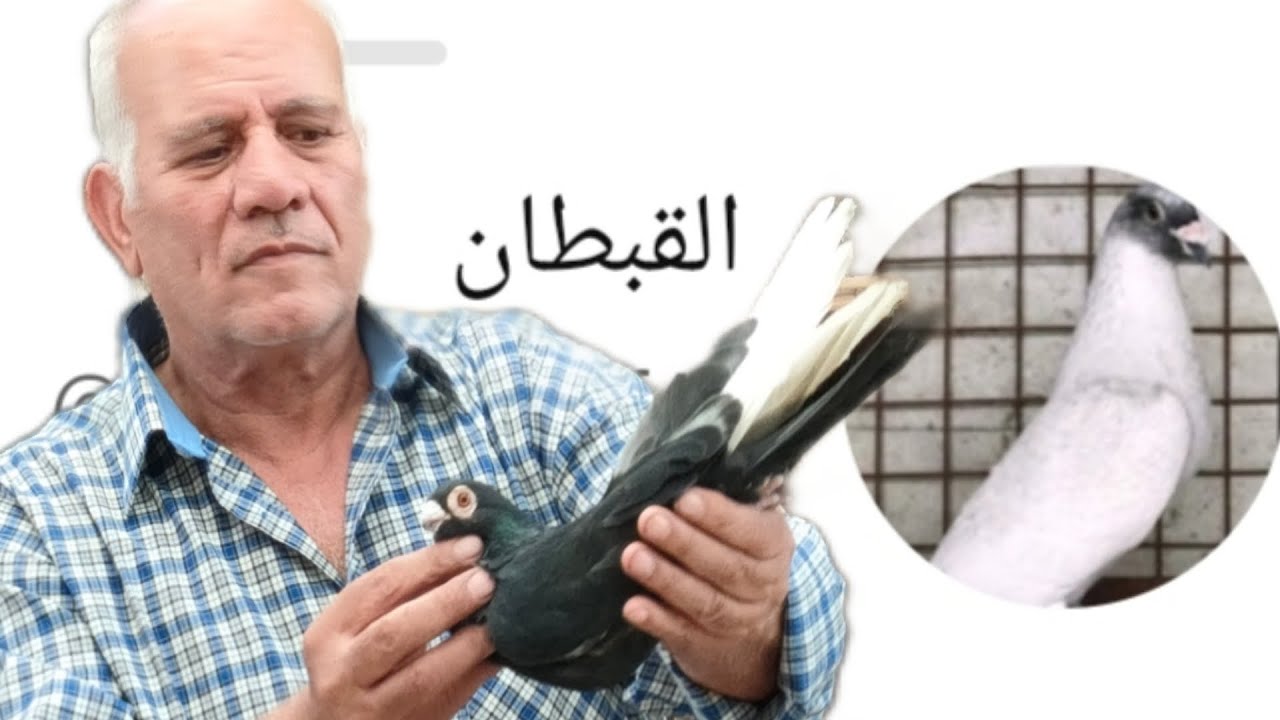🔴السڤر بيه(البديرى)#الحمام_الغزار