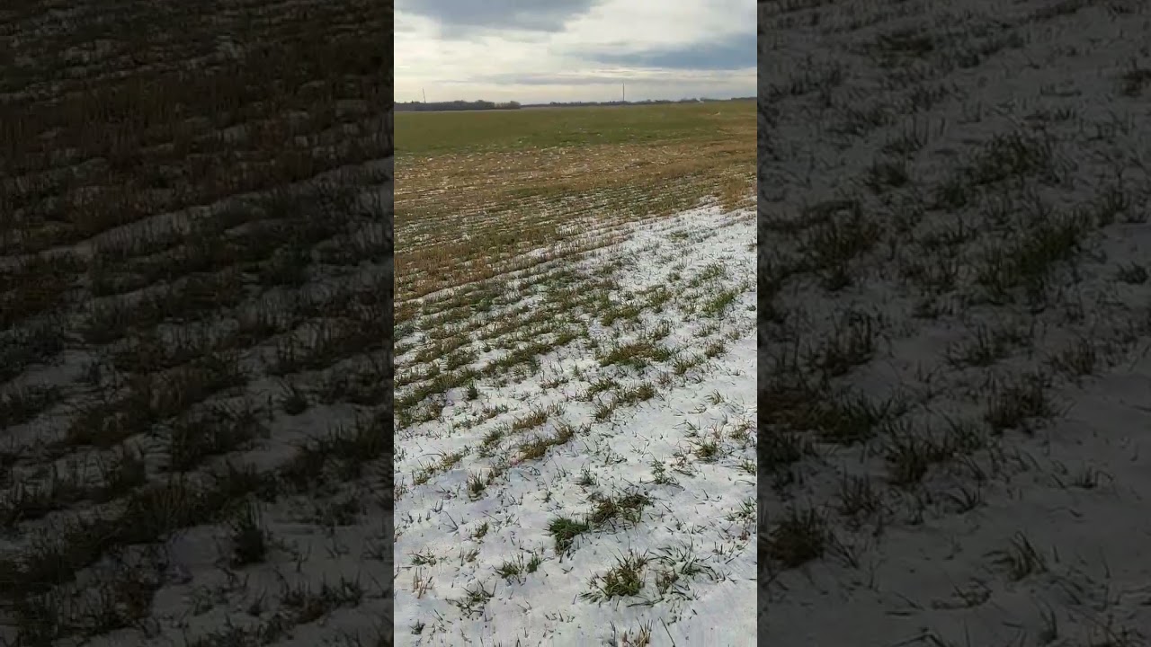 Tillage vs No Till Side by side