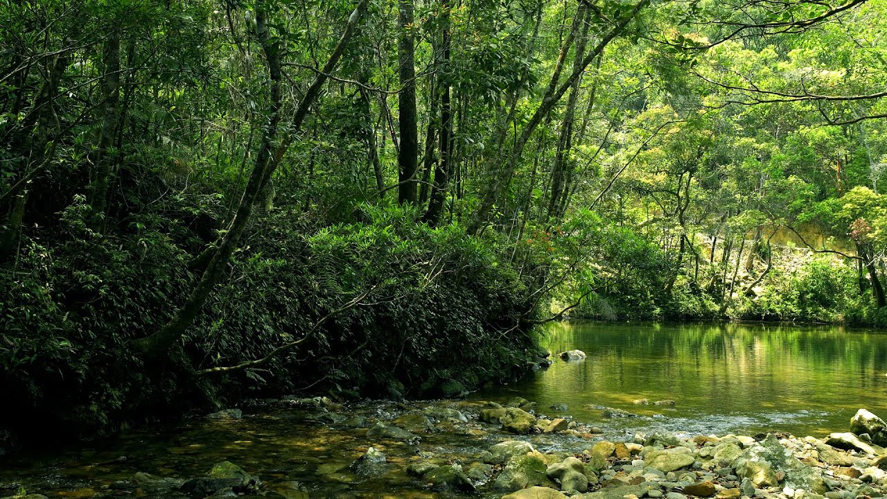 Calming Forest Ambience, Birds Singing & Beautiful Stream Sounds for Deep Sleep, Study Focus