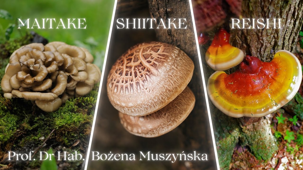 Grzyby Nadrewnowe  - MAITAKE, SHIITAKE, REISHI | prof. dr hab. Bożena Muszyńska