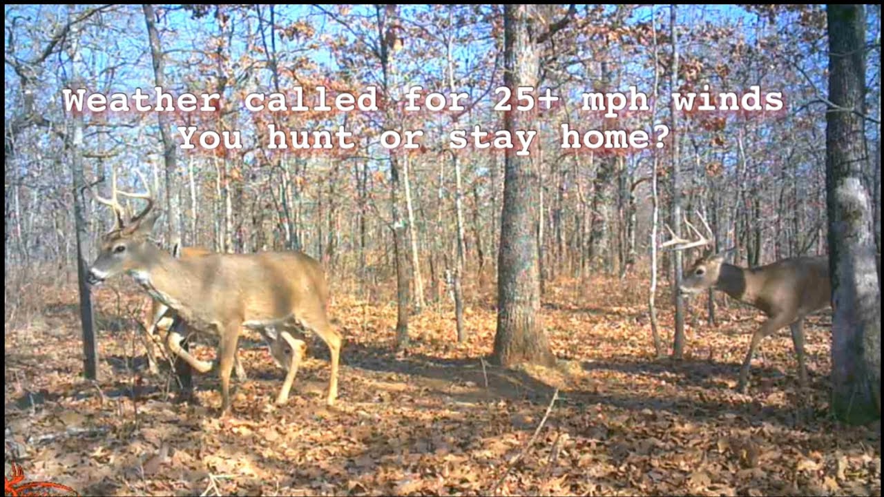 Weather called for 25 to 30 mph winds with higher gust. Stay home or go hunting?