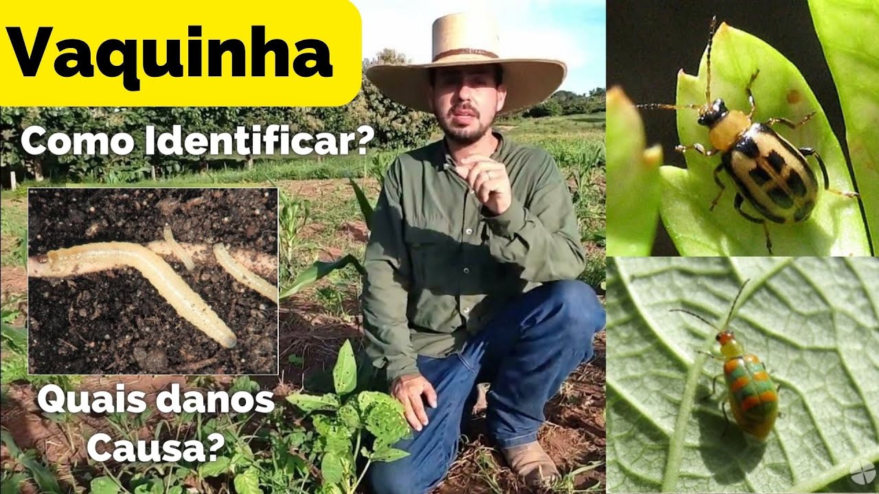 Vaquinha: Um Pequeno Besouro que pode Acabar com Sua Lavoura