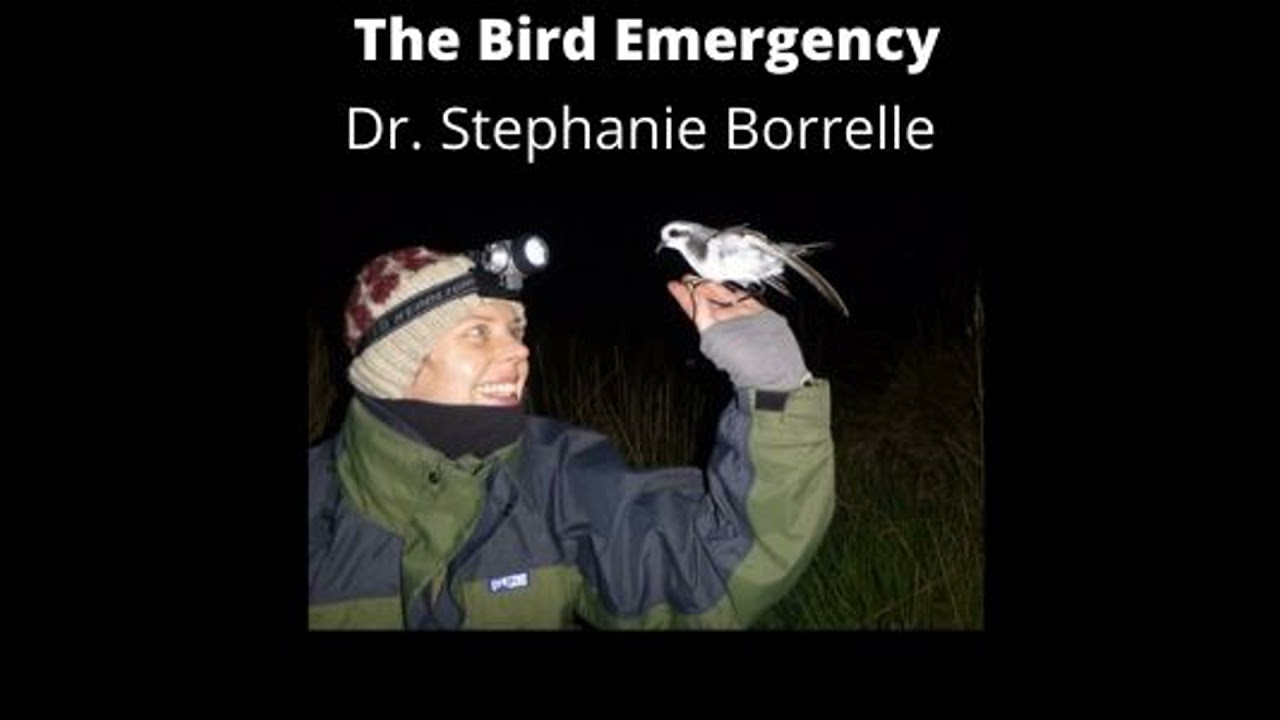 001Dr Stephanie Borrelle - Anti-Plastic Pollution Warrior & Seabird Fanatic