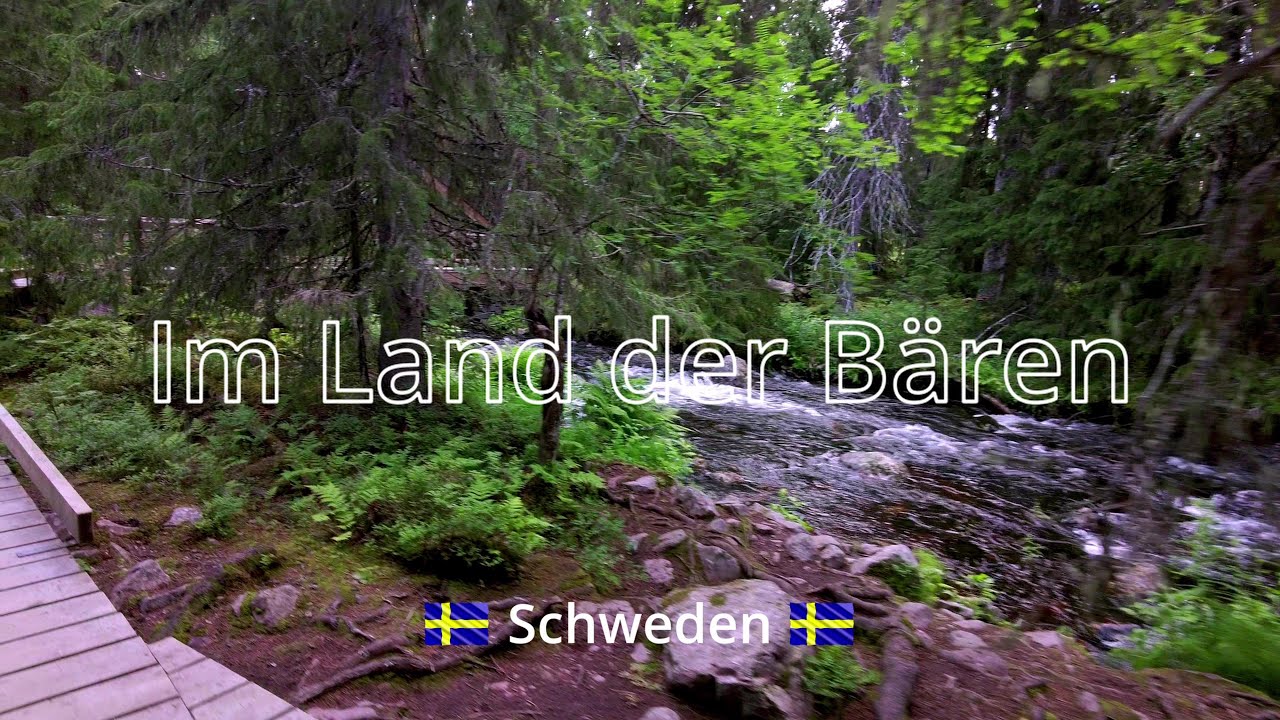 Hamra Nationalpark | Fulufjället Nationalpark | Wandern im Land der Bären | Schweden | S