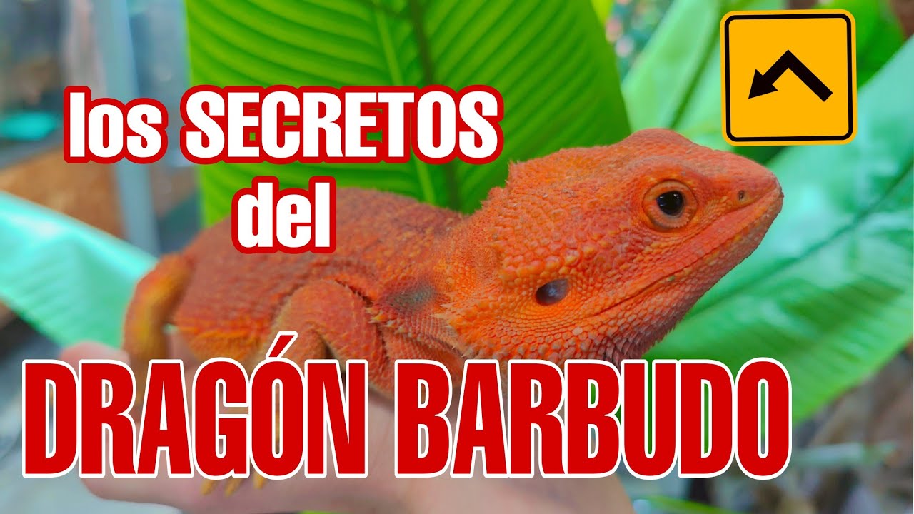 DRAGON BARBUDO -como cuidar una pogona vitticeps? como reproducir una pogona? os lo explico. 🐉🐲🦎