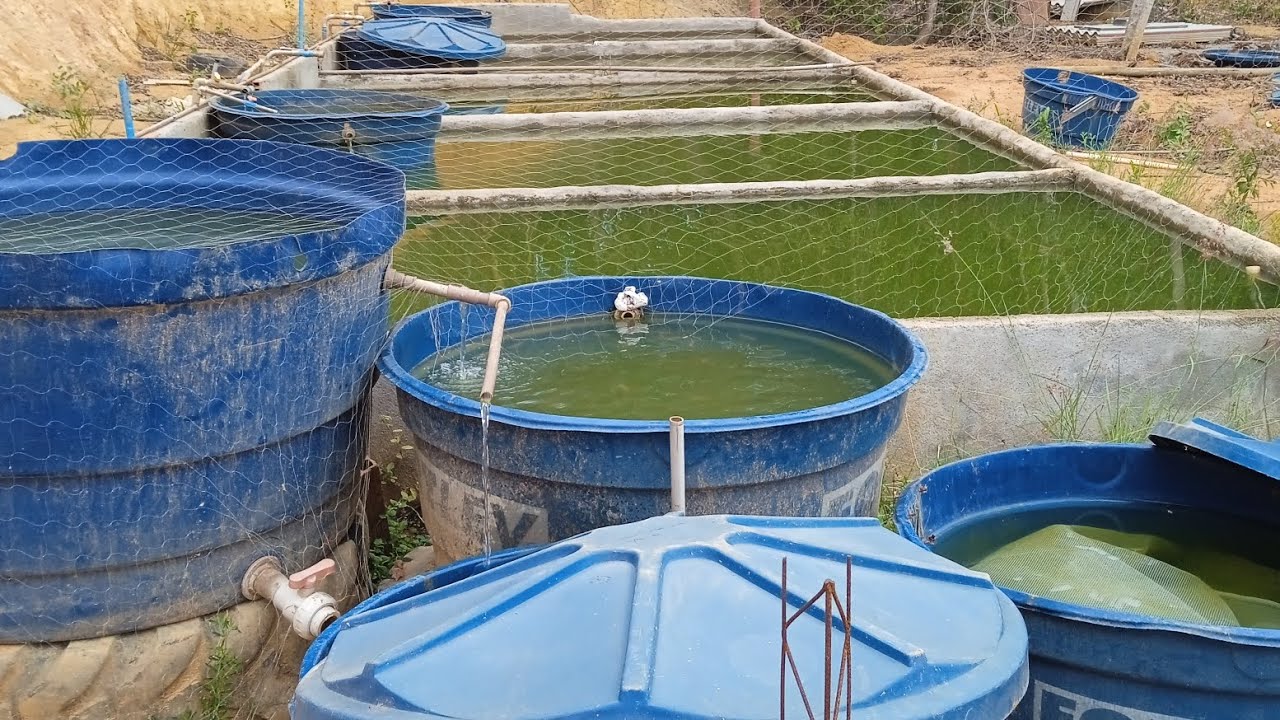 desova de lambari foi um sucesso