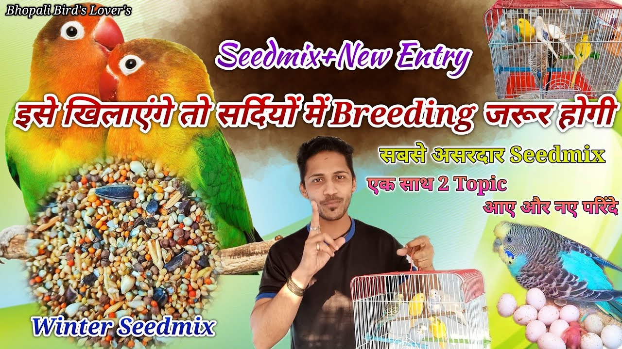 love bird, budgie's ka Sardiyon ka Seedmix// बर्ड्स को सर्दियों में दीजिए यह #bhopalibirdslovers
