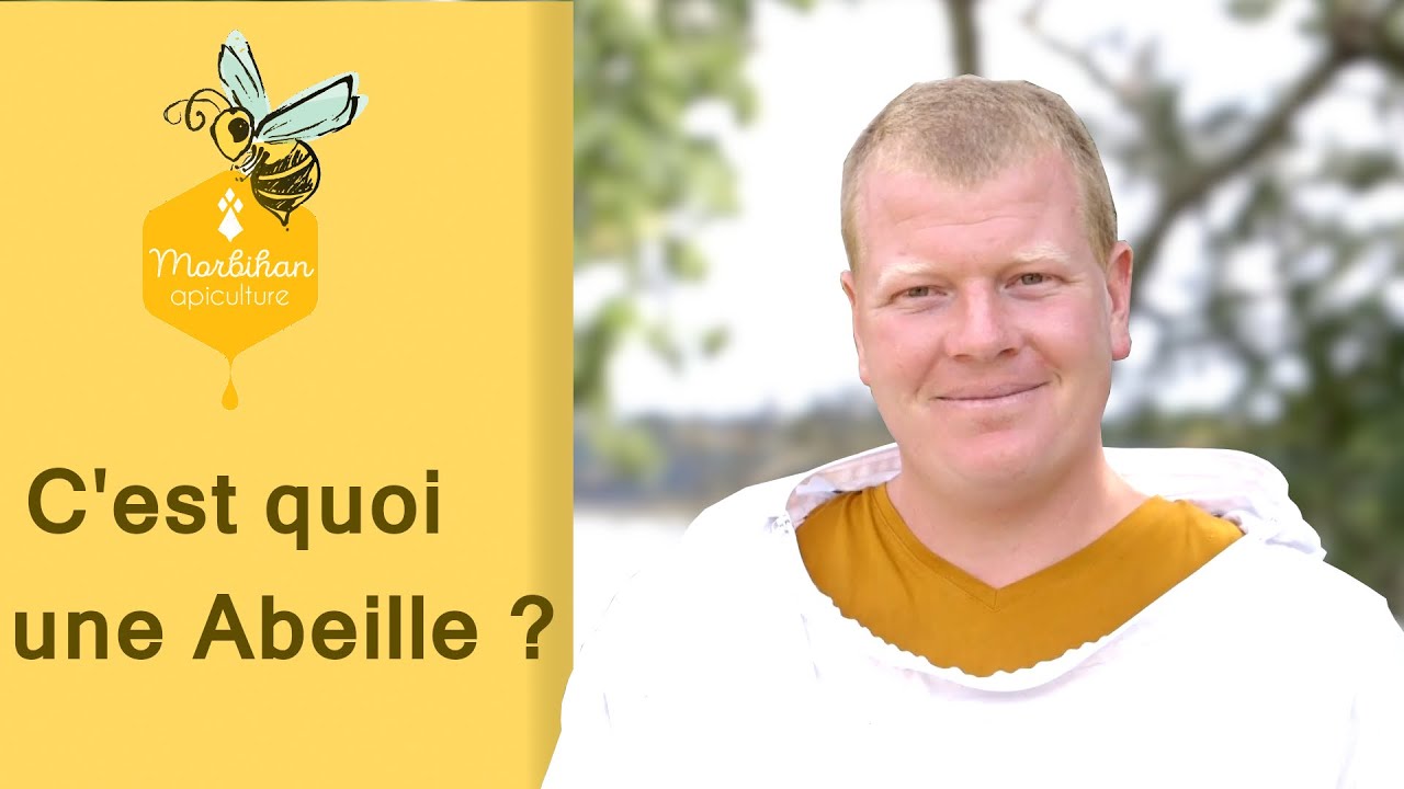 #5 C'est quoi une Abeille ? (Colonie, Cycle Journalier/Annuel, Nourrissement, Nosémose)