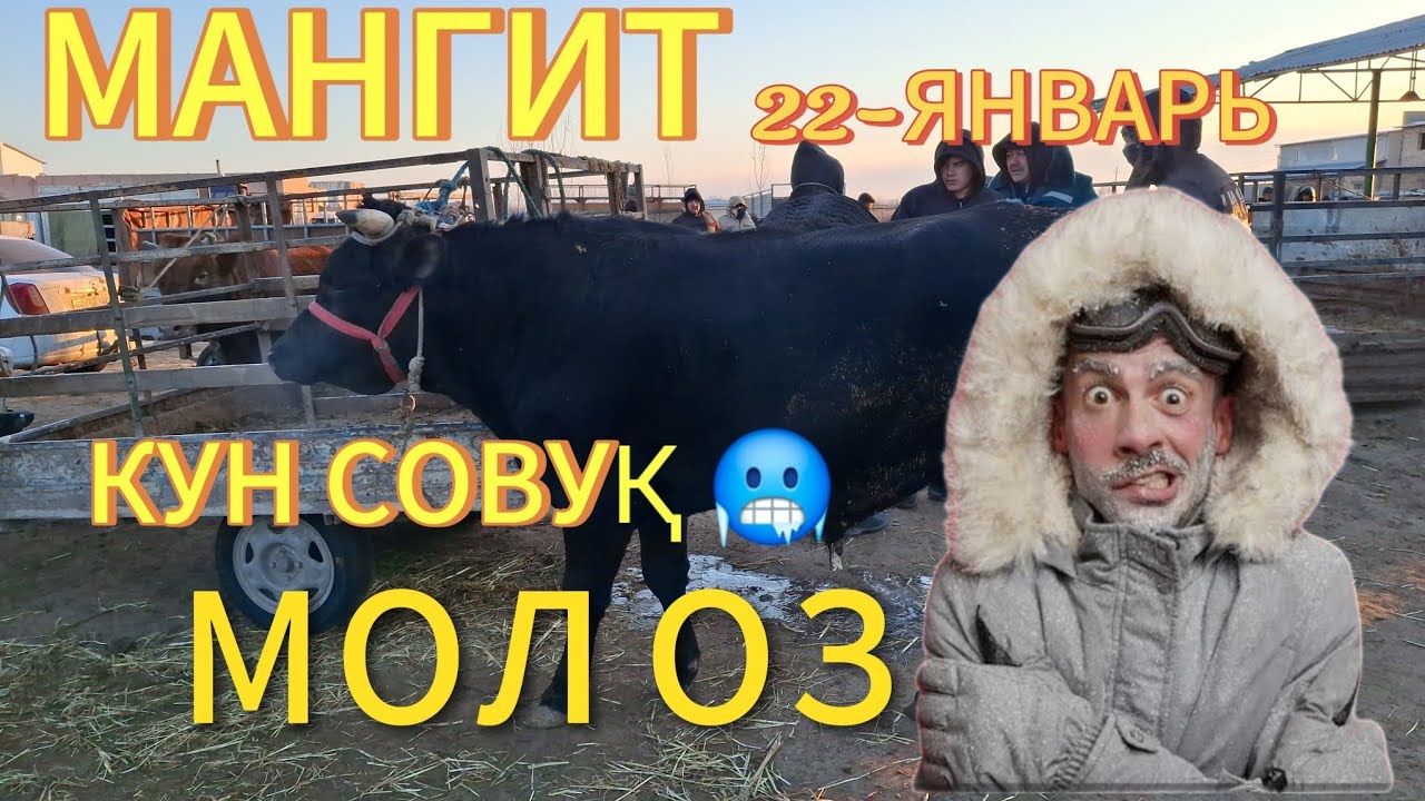 ЕРТАЛАПКИ САВДОЛАР 22-ЯНВАР 🦬🦬🦬КАТТА КИЧИК ХЎКИЗЛАР 🥶🥶🥶🥶МОЛ ОЗ