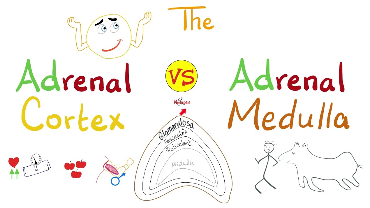 The Adrenal Cortex vs. The Adrenal Medulla - Endocrine System - Biology Lectures Series
