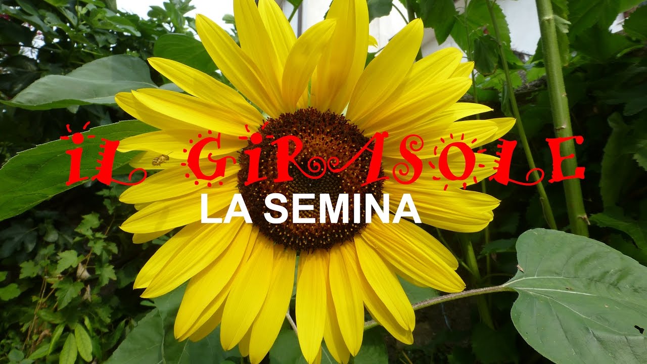 IL GIRASOLE