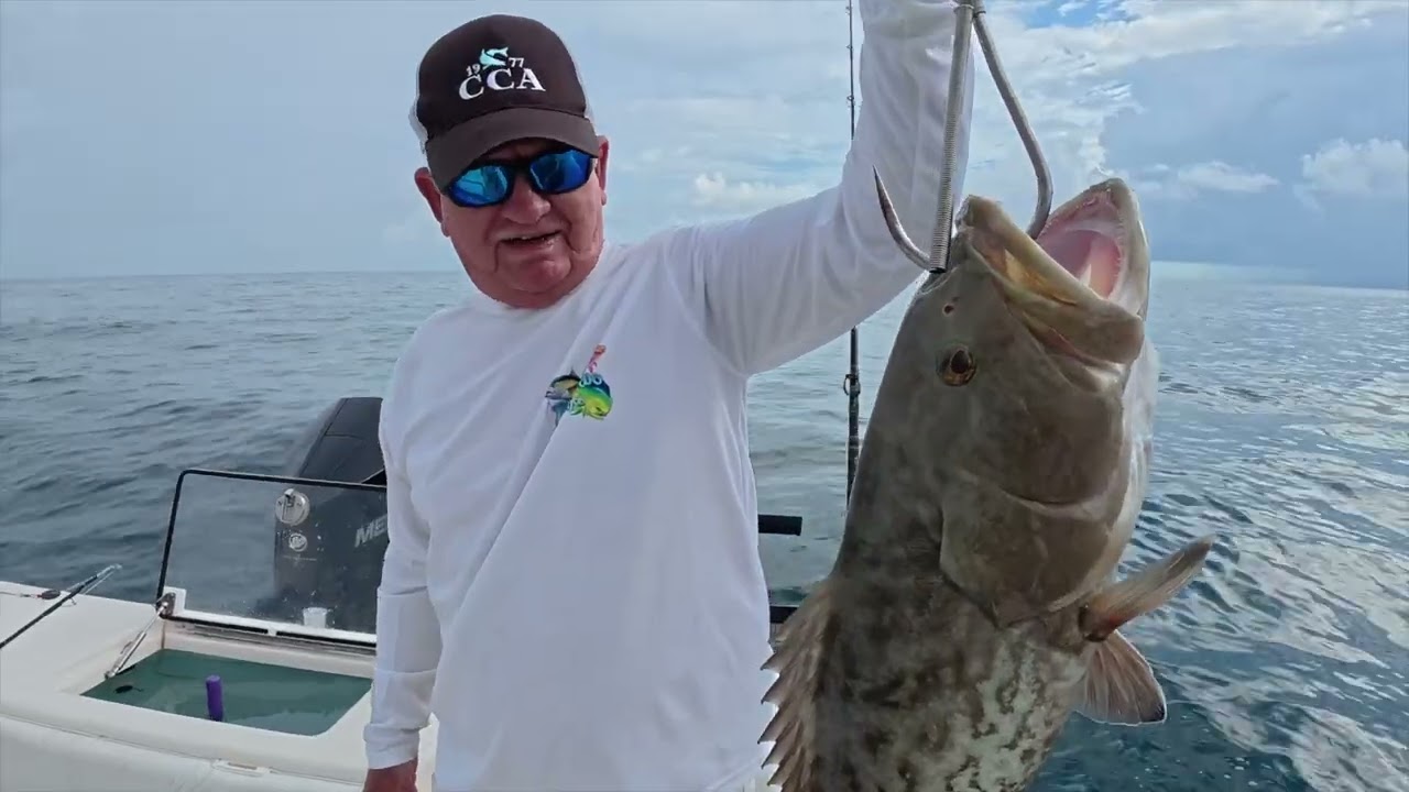 Tampa Gag Groupers