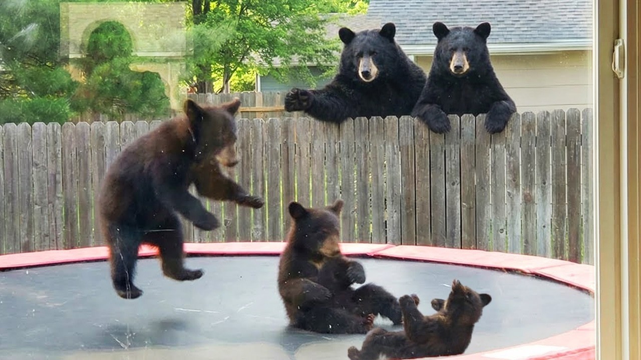 Animals Acting Like Total Maniacs  | Funny Moments Caught on Camera