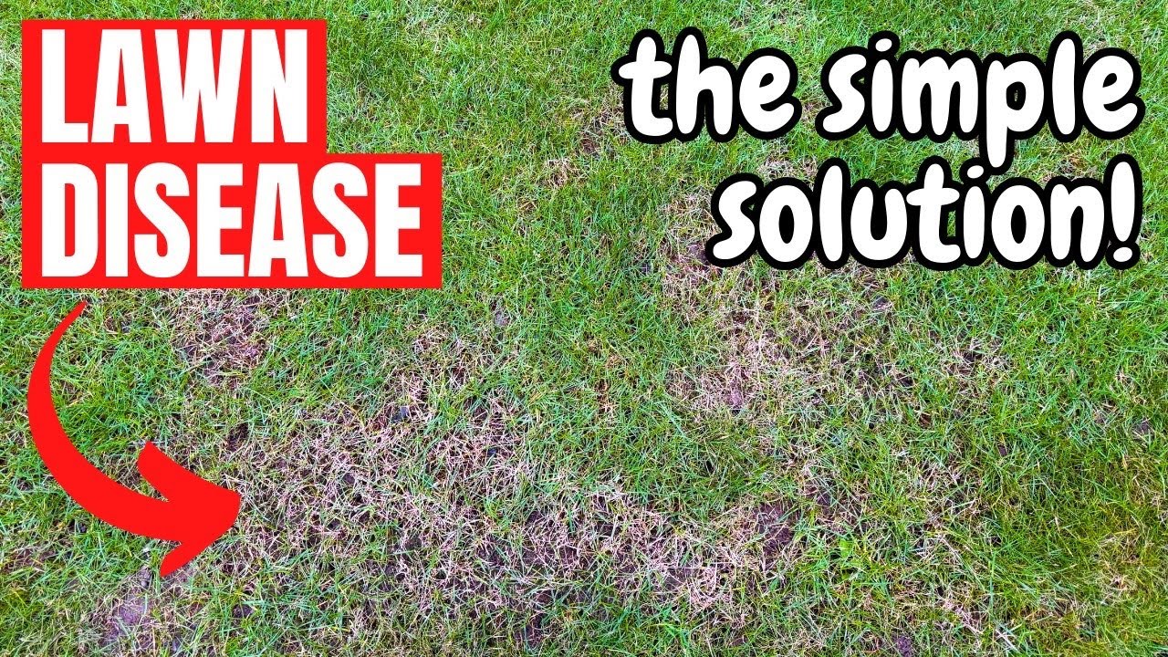 How to fight DISEASE in your LAWN this WINTER